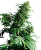 Sensi Seeds Cannabis Shiva Shanti® Regular, 10 pcs