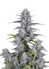 Fast Buds Cannabis Seeds Super Boof Autoflowering