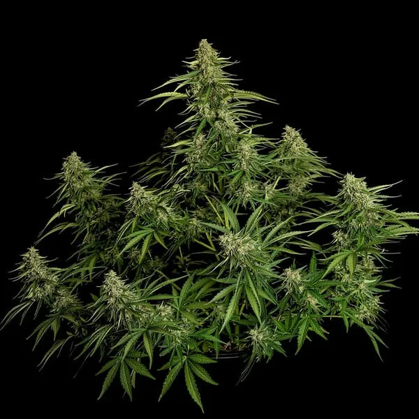 Royal Queen Seeds Kaņepju sēklas Gaia F1 Auto