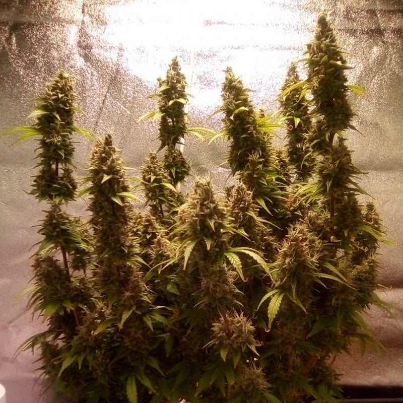 Silent Seeds Cannabis Seeds Moby Dick Auto Feminized