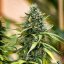 Royal Queen Seeds Cannabis Seeds Royal Gorilla Auto
