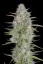 Fast Buds Cannabis Seeds Wedding Cheesecake Auto