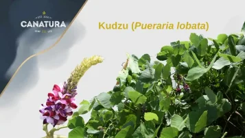 Scopri il kudzu: un'erba tradizionale asiatica con proprietà uniche e potenziale commerciale