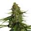 Royal Queen Seeds Kaņepju sēklas Gaia F1 Auto