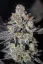Fast Buds Cannabis Seeds Tropicana Cookies FF