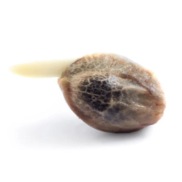 Royal Queen Seeds Kaņepju sēklu medus krēms — ātri feminizēts