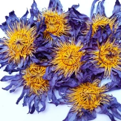 Floare întreagă de lotus albastru (Nymphaea Caerulea), 1 000 g - 100 000 g