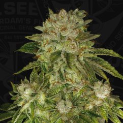 T.H.Seeds™ Cannabis Seeds MK-Ultra™, various pack, feminized