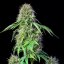 Royal Queen Seeds Cannabis Seeds Royal CBG Auto (augsts CBD)