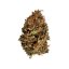 Royal Queen Seeds Cannabis Seeds Stress Killer Auto (augsts CBD)