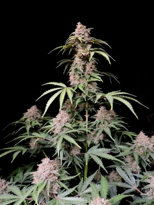 Fast Buds Cannabis Seeds Amnesia Zkittlez Auto