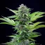 Royal Queen Seeds Cannabis Seeds Fast Eddy Auto (augsts CBD)