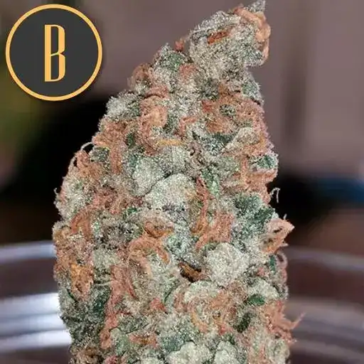 Blimburn Seeds Cannabis Seeds Mamba Negra Feminized