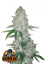 Fast Buds Cannabis Seeds Gorilla Glue Auto