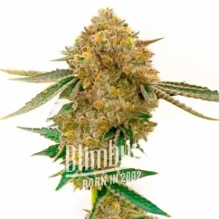 Blimburn Seeds Cannabis Seeds Durban Poison Auto