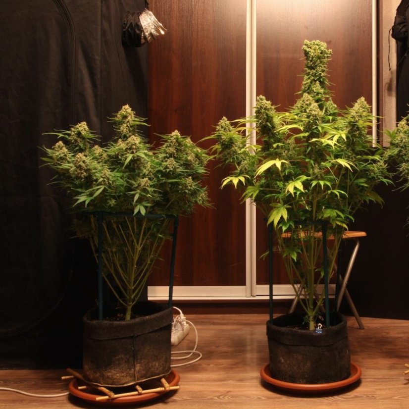 Doctor´s Choice Seeds Devotchka Auto Feminized