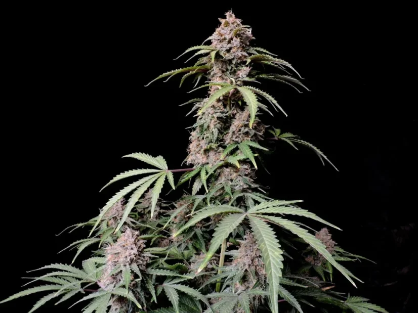 Fast Buds Cannabis Seeds Amnesia Zkittlez Auto