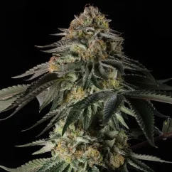 Silent Seeds კანაფის თესლი ცისარტყელა გაზი ფემინიზებული