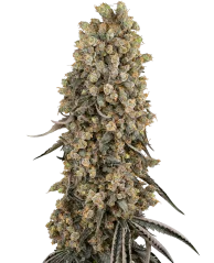 Sensi Seeds Cannabis Seeds Atomic Blue Dream Феминизирани