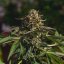 Royal Queen Seeds Cannabis Seeds Wedding Gelato Feminized