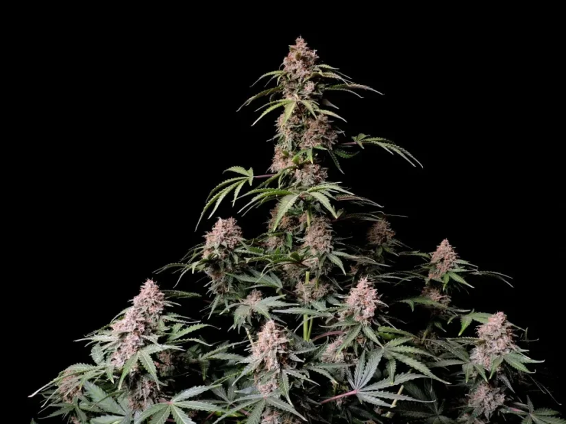 Fast Buds Cannabis Seeds Amnesia Zkittlez Auto