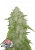 Fast Buds Cannabis Seeds Amnesia Haze Auto