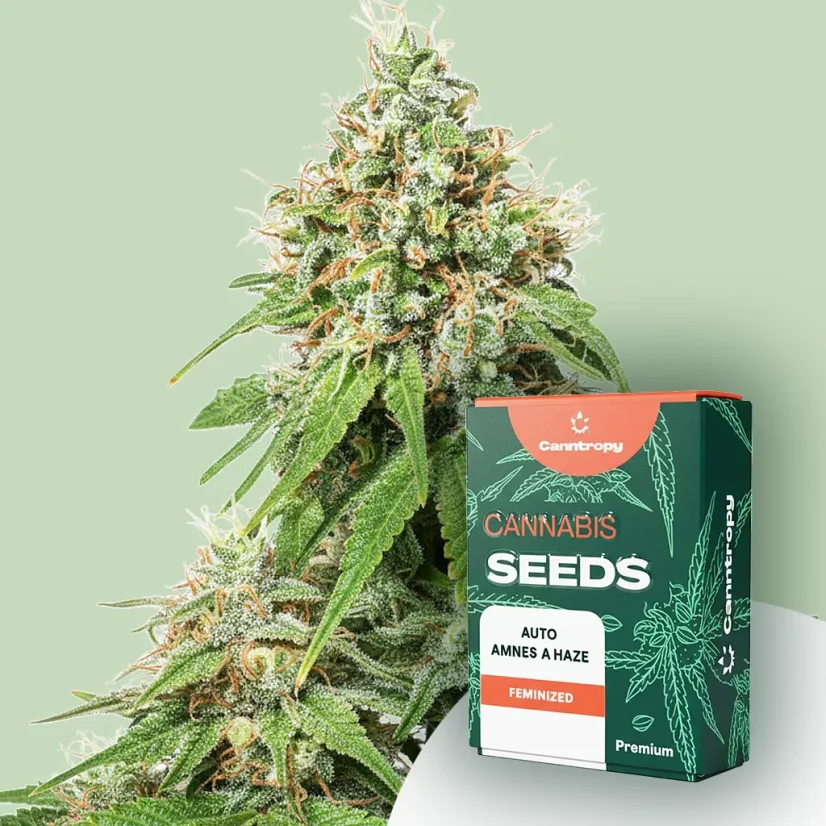 Canntropy Seeds Auto Amnesia Haze (Autoflowering)