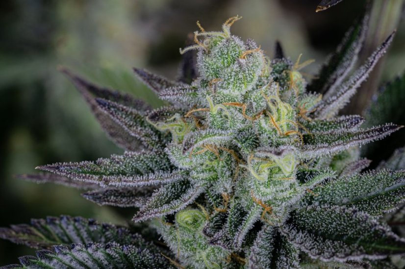 Fast Buds Cannabis Seeds Gorilla Cookies FF