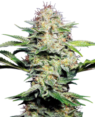 Sensi Seeds Cannabis Seeds Sensi Skunk Automatic® Feminized, 3-10 pcs
