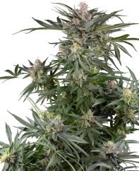Sensi Seeds Cannabis Seeds Dosimosa Feminized