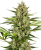 Sensi Seeds Насіння коноплі Jack Herer Automatic Feminized, 3-10 шт.