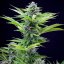 Royal Queen Seeds Cannabis Seeds Fast Eddy Auto (augsts CBD)