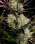 Fast Buds Cannabis Seeds Apple Strudel Auto