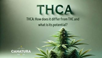 Text: THCA: Nó khác với THC như thế nào và nó mạnh đến mức nào? Bên dưới là cây cần sa và logo bán buôn Canatura trên nền xanh. Text: THCA: Nó khác với THC như thế nào và nó mạnh đến mức nào? Bên dưới là cây cần sa và logo bán buôn Canatura trên nền xanh.