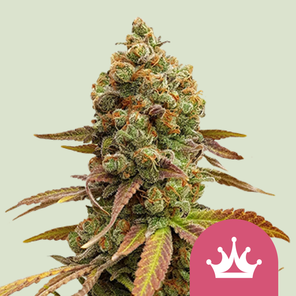 Royal Queen Seeds