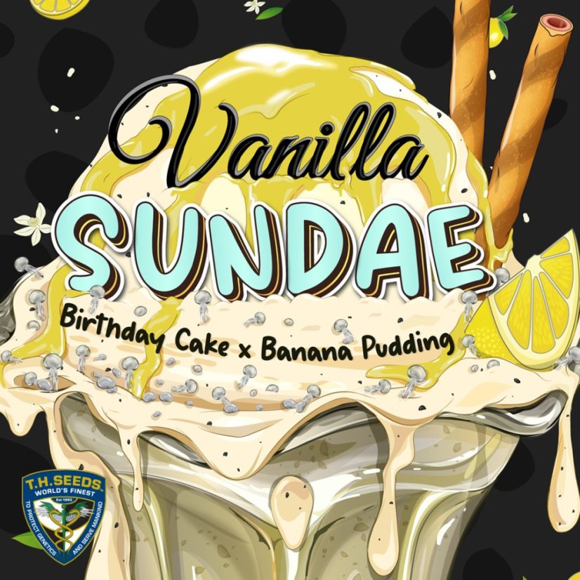 T.H.Seeds™ Cannabis Seeds Vanilla Sundae, various pack, feminized