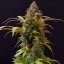 Doctor´s Choice Seeds Lowryder regular (IBL) Auto Regular
