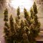 Silent Seeds Cannabis Seeds Moby Dick Auto Feminized