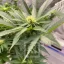 Blimburn Seeds Cannabis Seeds Girl Scout Cookies Feminized