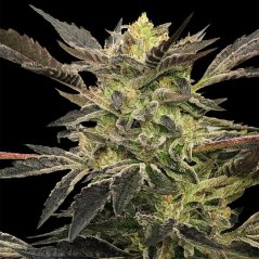 Silent Seeds Cannabis Seeds Pink Sunset Auto By Sherbinskis