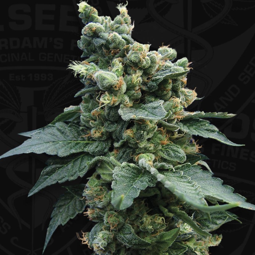 T.H.Seeds™ Kaņepju sēklas SAGE™'n Sour, dažādi iepakojumi, feminizēti