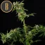 Blimburn Seeds Cannabis Seeds Mamba Negra Feminized