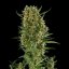 Royal Queen Seeds Cannabis Seeds Royal Critical Auto
