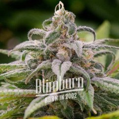 Blimburn Seeds Kaņepju sēklas Maui Waui feminizēts