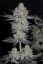 Fast Buds Cannabis Seeds Tropicana Cookies FF
