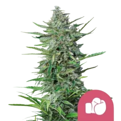 Royal Queen Seeds Cannabis Seeds Purple Punch Feminized