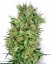 Sensi Seeds Kaņepju sēklas Cali Orange Bud Regular ar White Label, 10 gab.