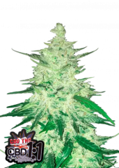 Fast Buds Cannabis Seeds CBD Crack Auto