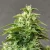 Doctor´s Choice Seeds Chronic Ryder BX Auto Feminized