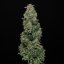 Doctor´s Choice Sēklas Chronic Fast F1 BX Regular
